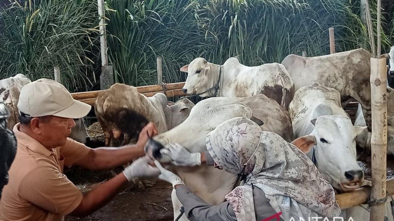 DKPP Bantul Perketat Pengawasan Hewan Kurban Jelang Idul Adha 2026 Demi Kesehatan Ternak