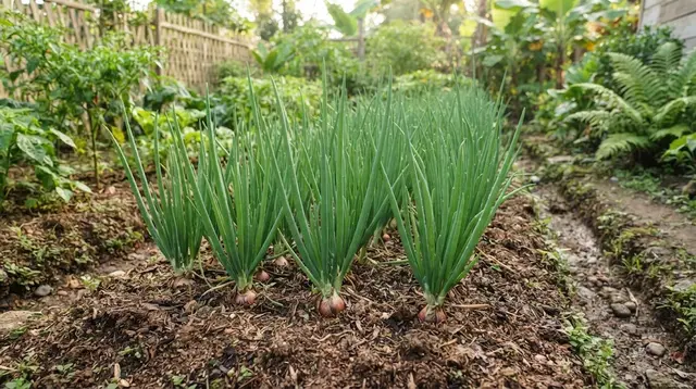 7 Tips Merawat Tanaman Bawang Merah agar Tidak Busuk Sebelum Waktu Panen dan Tumbuh Subur
