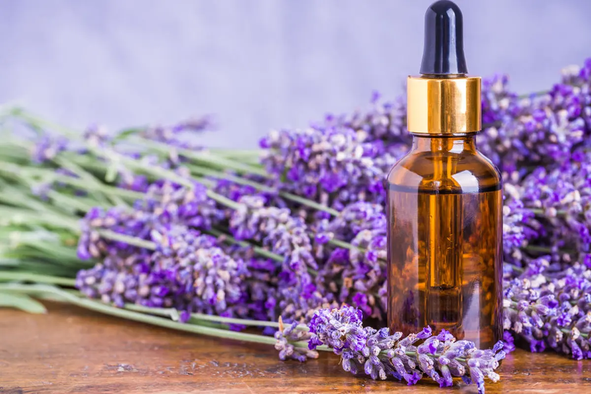 minyak lavender