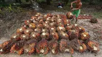 6,8 Juta Ha Kebun Sawit Rakyat Simpan Potensi Besar