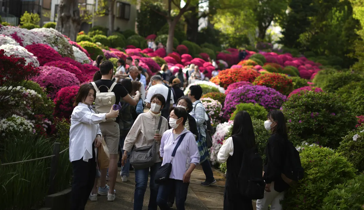 Para pengunjung berjalan di antara bunga-bunga azalea yang bermekaran di Kuil Nezu, Tokyo, pada hari musim semi yang sejuk, Senin, 15 April 2024. (AP Photo/Eugene Hoshiko)
