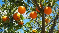 6 Pohon Buah untuk Rumah Dekat Pekarangan agar Tidak Diserang Kelelawar