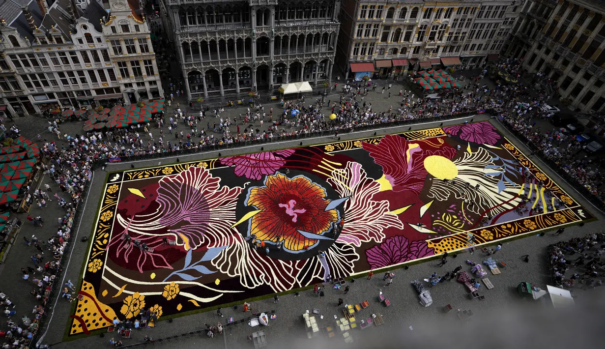 Para sukarelawan bekerja menempatkan bunga begonia ke dalam karpet bunga raksasa bertema Art Nouveau di Grand Place yang bersejarah di Brussels, Belgia, Kamis, 15 Agustus 2024. (AP Photo/Virginia Mayo)