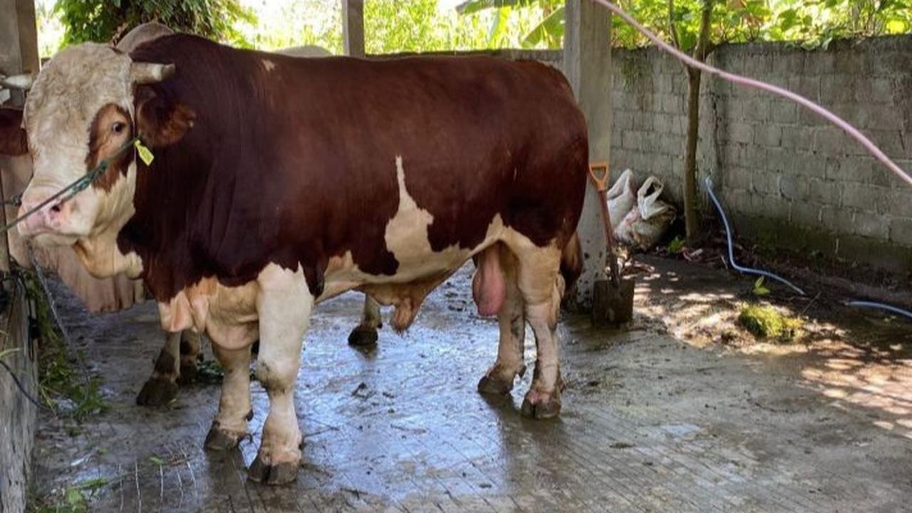 Bolehkah Hewan Kurban Dibeli dengan Utang? Begini Menurut Hukum Islam