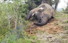 Gajah Sumatera Mati di Aceh Utara, Gadingnya Hilang