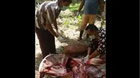 Petugas Dinas Peternakan Kabupaten Tanjabtim mengambil sampel dari sapi yang mati mendadak. (Foto: Istimewa/B Santoso)