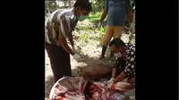 Virus Mirip HIV/AIDS Picu Kematian Sapi-Sapi di Kampung Zumi Zola