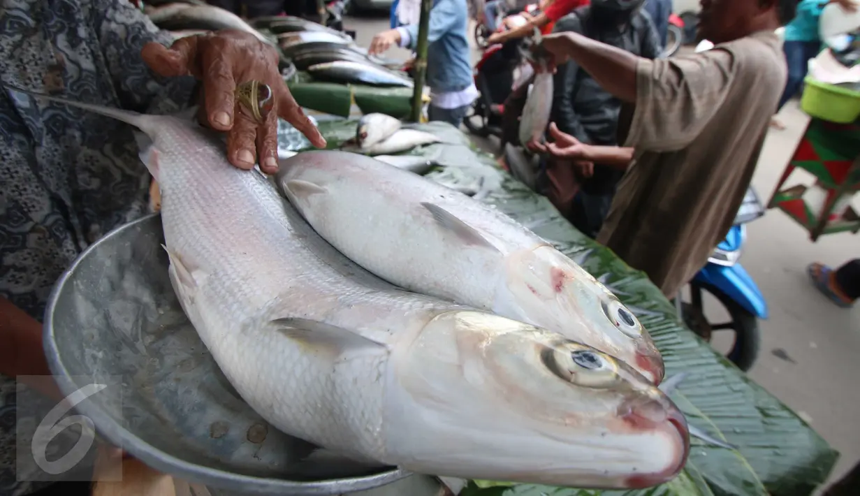 Pedagang menimbang ikan bandeng, Rawabelong, Jakarta, Jumat (5/2/2016). Pedagang mengaku permintaan ikan bandeng melonjak menjelang perayaan Imlek. (Liputan6.com/Angga Yuniar) 