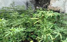 Pembudidaya Ganja di Jombang Diduga Kembangkan Eksperimen Minuman Beralkohol dari Olahan Ganja
