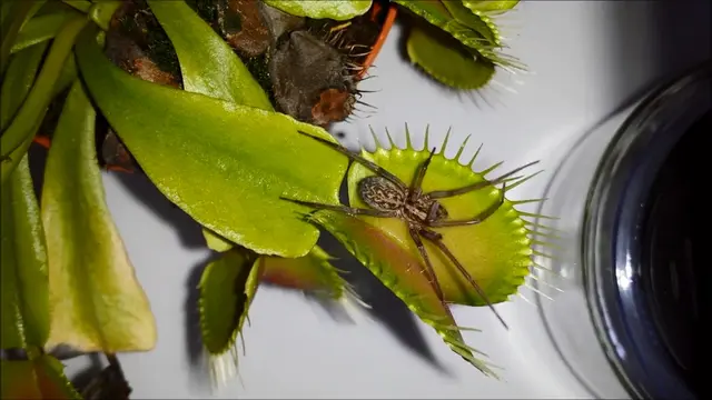 Aduh, malangnya nasib laba-laba yang dimakan tanaman pemakan serangga.