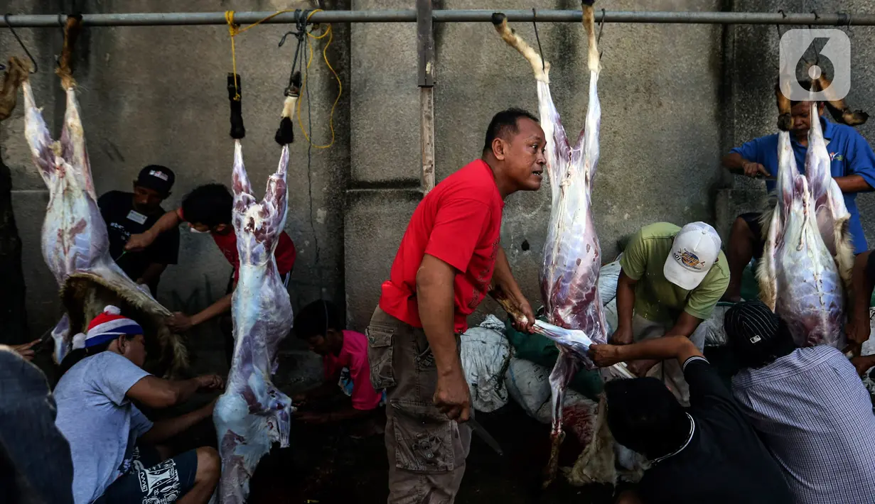 Panitia menguliti hewan kurban yang telah disembelih. (Liputan6.com/Johan Tallo)