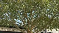 7 Pohon yang Cocok untuk Area Garasi Outdoor di Depan Rumah, Memberikan Teduh tanpa Merusak Lantai