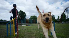 Anjing memang dikenal sebagai sahabat manusia. Hewan ini bisa membantu untuk menghilangkan depresi, sedih, dan juga stres. Dengan memelihara anjing ternyata dapat menurunkan resiko terjadinya serangan jantung dan juga darah tinggi. (AFP PHOTO/Wang Zhao)