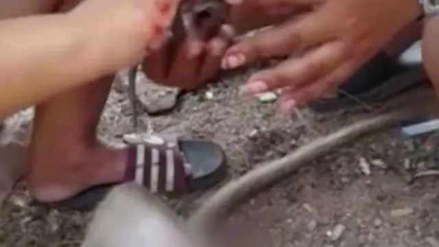 [Bintang] Video Ini Merekam Momen Luar Biasa Saat Seorang Wanita Menyelamatkan Bayi Monyet dari Perut Ibunya yang Mati