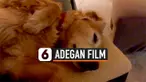 THUMBNAIL ANJING