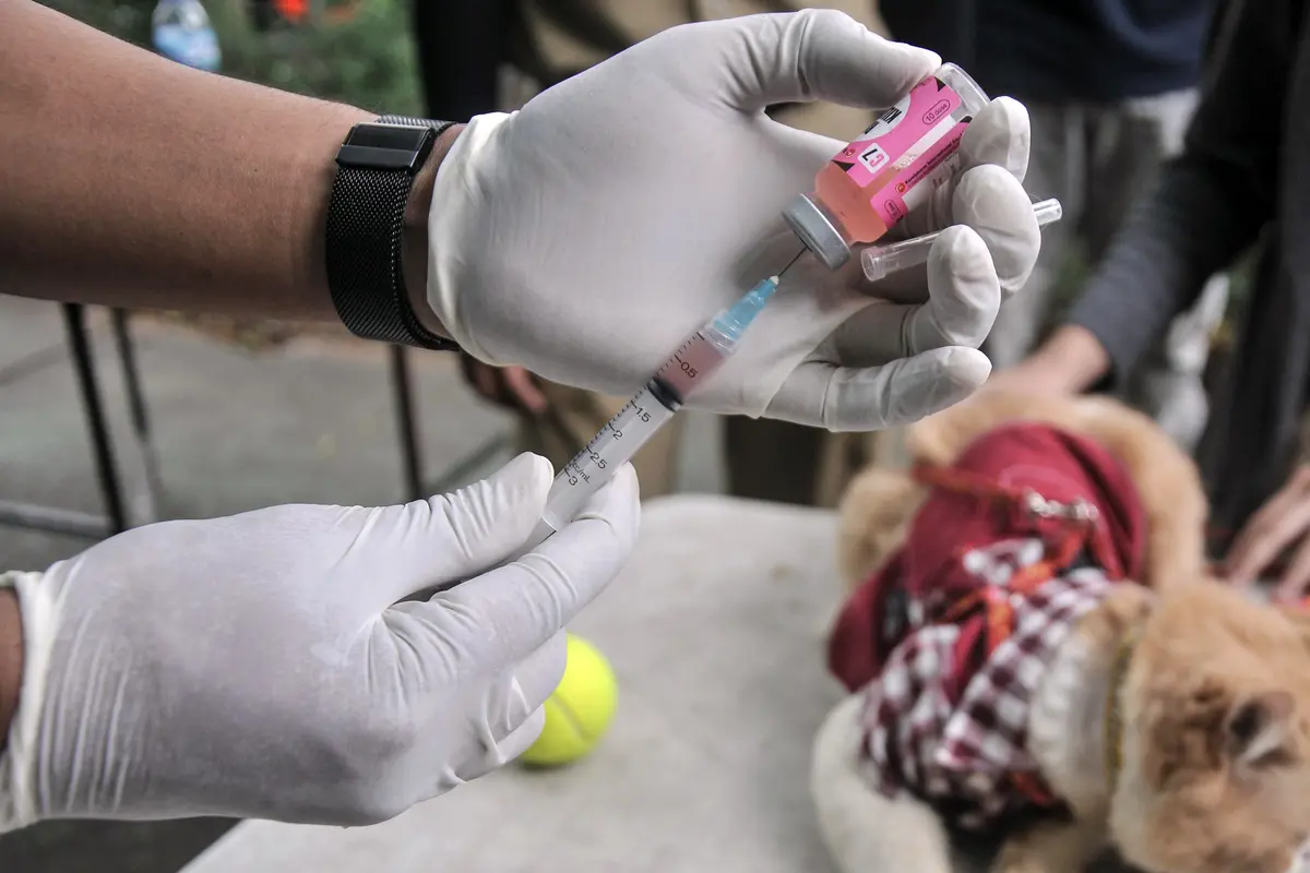 Vaksinasi Rabies Hewan Peliharaan