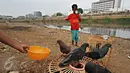 Burung merpati yang dimainkan oleh sejumlah anak di bantaran Kanal Banjir Barat (KBB), Tanah Abang, Jakarta, Jumat (9/10). Terbatasnya ruang publik menyebabkan anak-anak tersebut terpaksa bermain di bantaran kanal. (Liputan6.com/Immanuel Antonius)