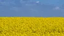 Ladang bunga canola berwarna kuning keemasan yang mekar dan langit biru di Lellinge dekat Koege, Denmark timur, pada 15 Mei 2022. Lanskap tersebut terlihat menyerupai warna bendera nasional Ukraina yang berwarna biru dan kuning. (Mads Claus Rasmussen / Ritzau Scanpix / AFP)