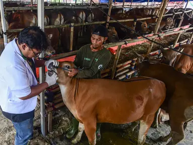Dokter melakukan pemeriksaan kesehatan pada mulut hewan kurban di kandang CV Puput Bersaudara, Rangkapan Jaya, Depok, Kamis (8/5/2025). (merdeka.com/Arie Basuki)