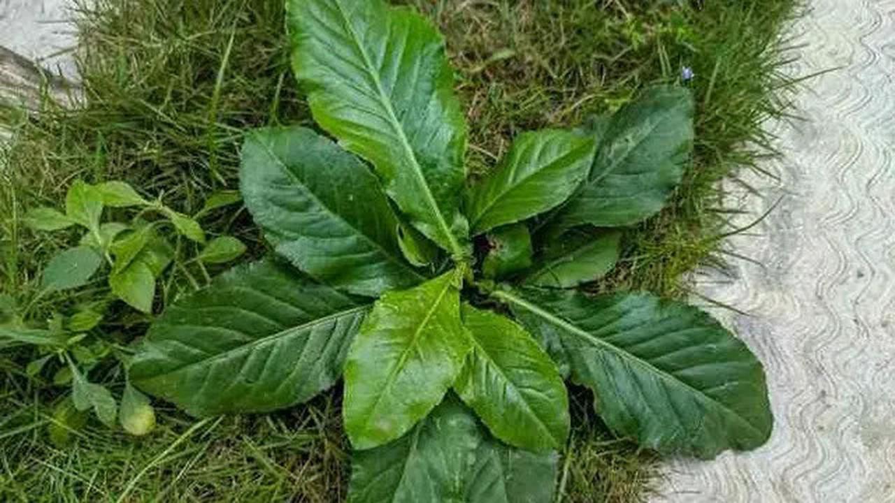 Kenali Tanaman Liar Tapak Liman yang Bisa Tingkatkan Gairah Seksual, Dikenal Juga Sebagai Viagra Jawa