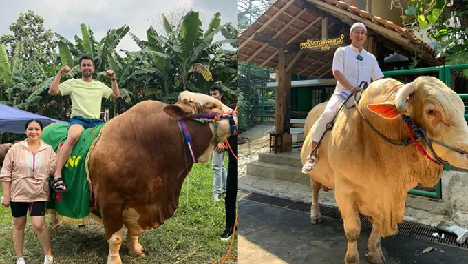 [Fimela] Sapi Kurban Seleb