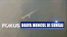 Buaya berukuran lebih dari dua meter tersebut membuat warga penasaran. Setiap hari warga mendatangi Sungai Bengawan Solo untuk melihat buaya.