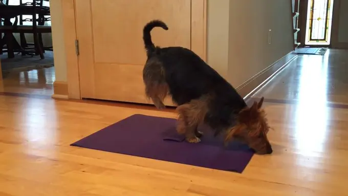 Judy, Kisah Anjing Terrier yang Pandai Lakukan Gerakan Yoga