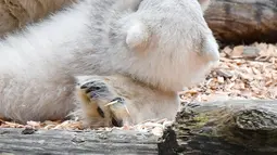 Seekor anak beruang kutub berinteraksi dengan induknya, Tonja, di kandang mereka di kebun binatang Tierpark, Berlin pada Selasa (26/3). Anak beruang kutub yang belum dinamai itu terlahir dalam keadaan tuli dan buta. (Photo by Jens Kalaene / dpa / AFP)