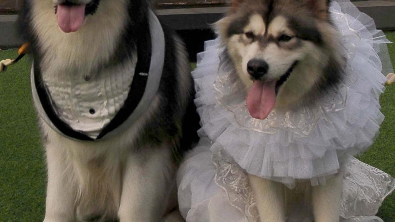 Dalam acara pemberkatan, Jojo dan Luna mengenakan pakaian serba putih layaknya pengantin manusia.