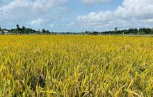 Sentra Pertanian: Fondasi Ketahanan Pangan Berkelanjutan dan Kesejahteraan Petani Indonesia