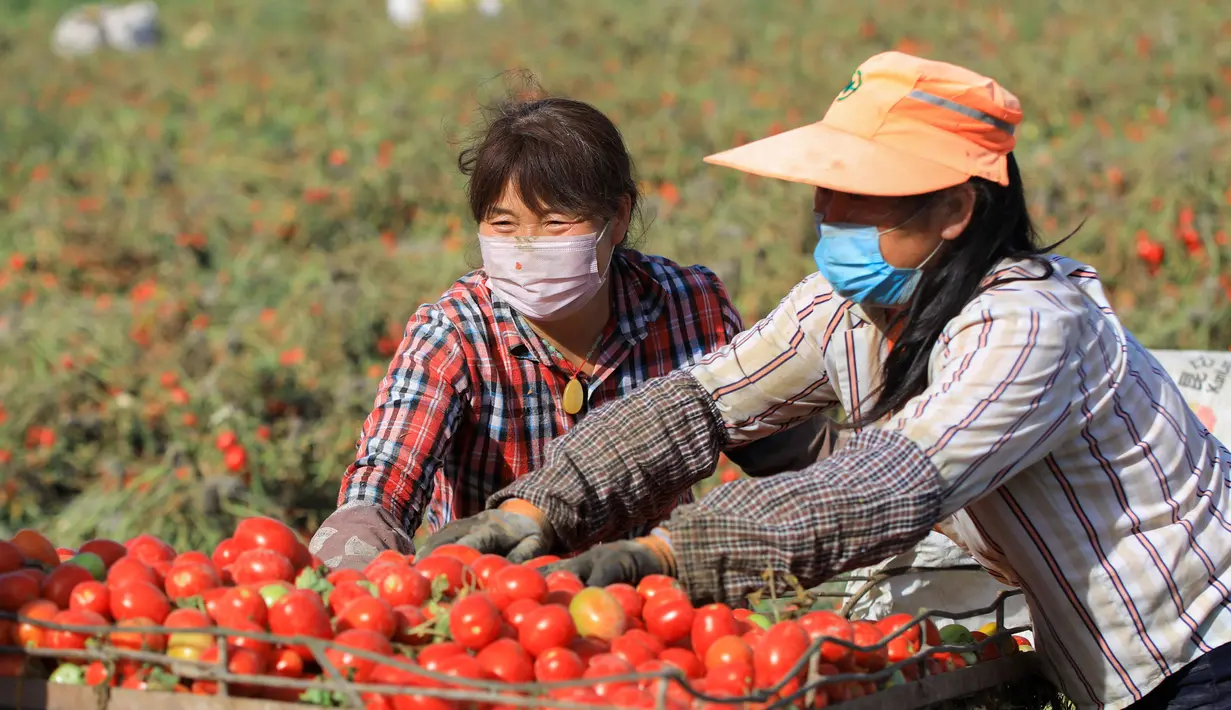 Sejumlah petani memanen tomat di wilayah Bohu, Daerah Otonom Uighur Xinjiang, China, 5 Agustus 2020. Saat ini, lebih dari 1.000 hektare tomat di wilayah Bohu telah memasuki musim panen dan akan diproses lebih lanjut. (Xinhua/Nian Lei)