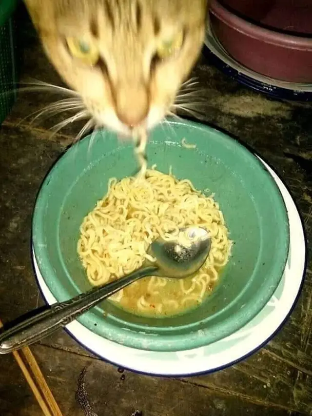 6 Potret Hewan Makan Mi Instan Ini Bikin Geleng Kepala