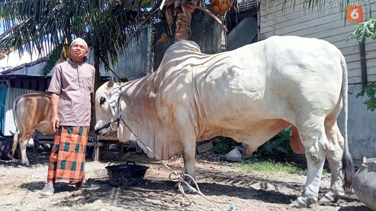 Perkenalkan Raden, Sapi Pilihan Jokowi untuk Kurban di Sigi