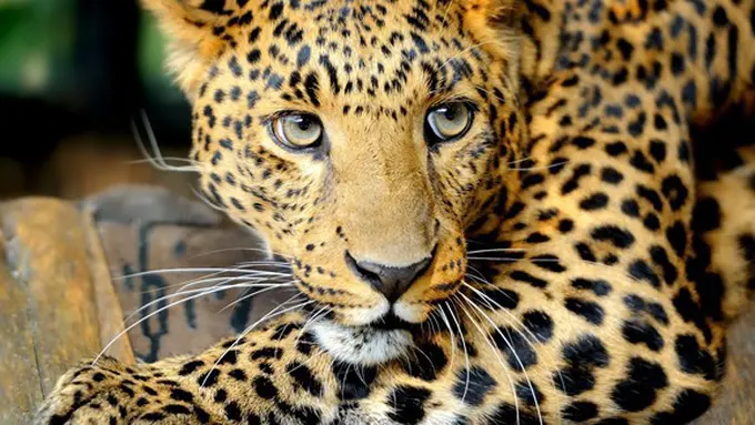 Foto: copyright Shutterstock.com