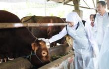 Idul Adha 2026: Gubernur Khofifah Sebut Mampu Dongkrak Ekonomi Peternak Jatim