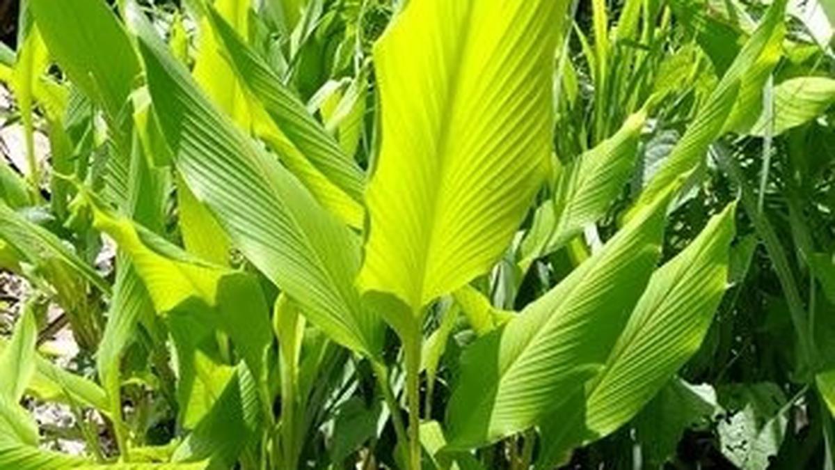 Tanaman Rimpang yang Bisa Ditanam Sekali, Panen Berkali-kali untuk Kebutuhan Rumah Tangga