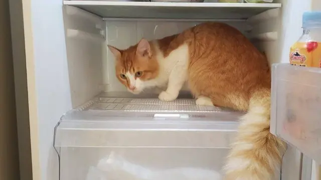 10 Momen Nyeleneh Kucing Masuk Kulkas, Ada yang Nyantai Hingga Cari Makanan