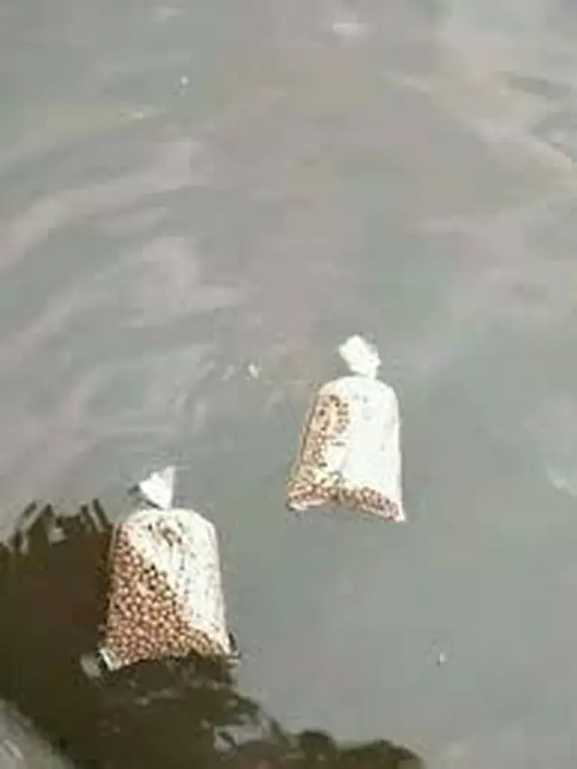 10 Potret Orang Beri Makan Ikan Layaknya Manusia Ini Kocak