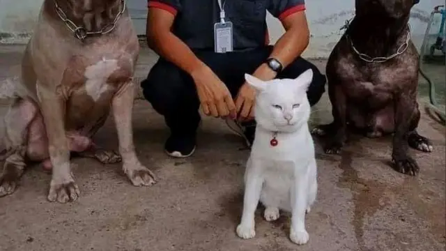 10 Potret Akrab Anjing dan Kucing yang Jadi Sahabat, Pelukan Waktu Tidur