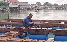 IPB University Kembangkan Konsep Sea Farming Berbasis Adat di Wakatobi untuk Ekonomi Berkelanjutan