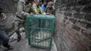 Setelah upaya yang panjang selama lebih dari 3 jam, departemen Kehutanan berhasil membius macan tutul dan dipindahkan ke kebun binatang negara. (AP Photo/Anupam Nath)