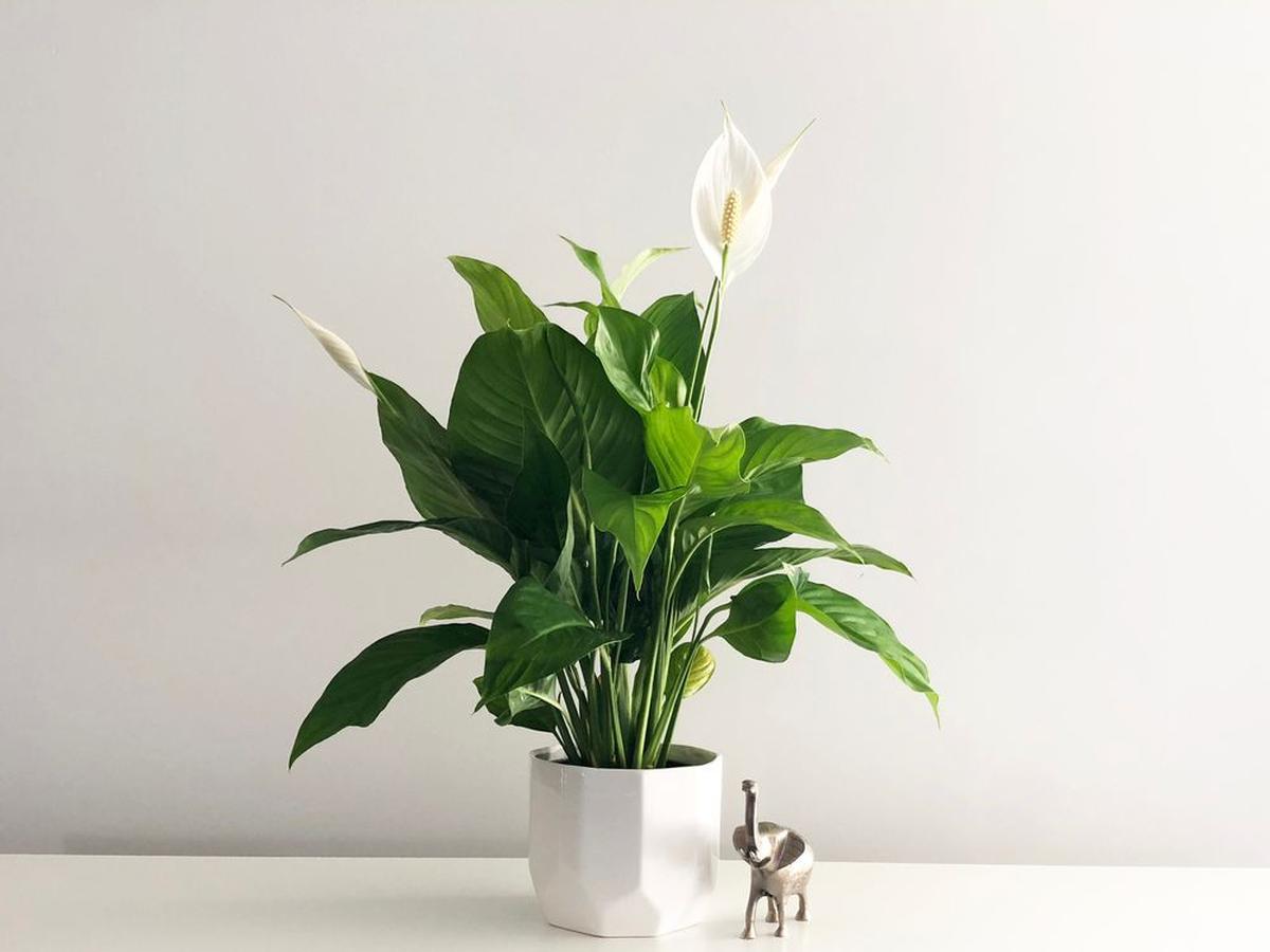 Bunga Peace Lily