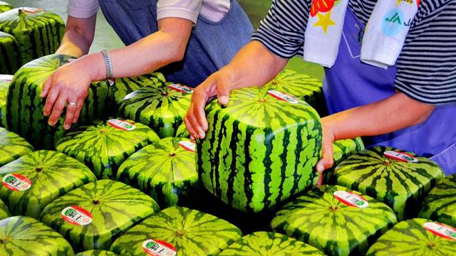 6 Potret Buah Termahal di Dunia dengan Bentuk Aneh, Ada yang Hampir 2 Miliar