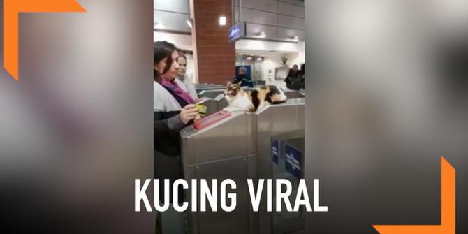 VIDEO: Viral, Kucing Duduk di Pintu Masuk Bak Petugas Stasiun