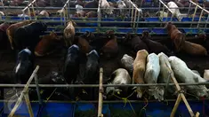 Sejumlah sapi hewan qurban dijajakan di Depok, Jawa Barat, Rabu (9/9/2015). Jelang Idul Adha 1436 H, Ahok menerbitkan Instruksi Gubernur terkait pelarangan penjualan serta pemotongan hewan qurban di pinggir jalan. (Liputan6.com/Yoppy Renato)
