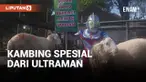 Ultraman Bagi-bagi Kambiing di Solo