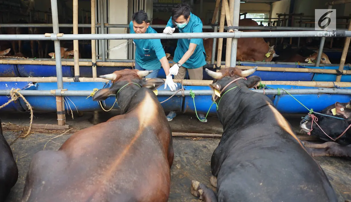 Petugas Dinas Peternakan dan Pertanian memeriksa gigi dan kesehatan sapi kurban di Mall Hewan Kurban H. Doni, Depok, Jawa Barat, Senin (29/7/2019). Pemeriksaan guna menjamin kelayakan dan kesehatan medis hewan kurban untuk dikonsumsi pada Idul Adha mendatang. (Liputan6.com/Immanuel Antonius)