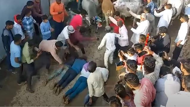 Jalani Ritual Unik Sebelum Diwali, Warga Desa Ini Rela Diinjak Sapi