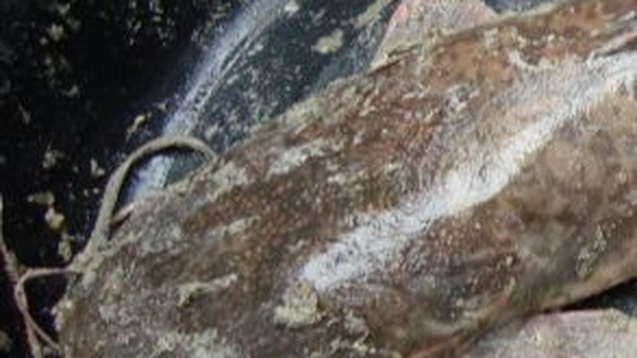 Jenis Ikan Lele yang Cocok untuk Budi Daya, Perlu Diketahui