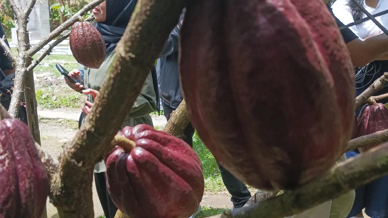 Kisah Mantan Pegawai Bank yang Sukses Raup Omzet Miliaran dari Kebun Cokelat
